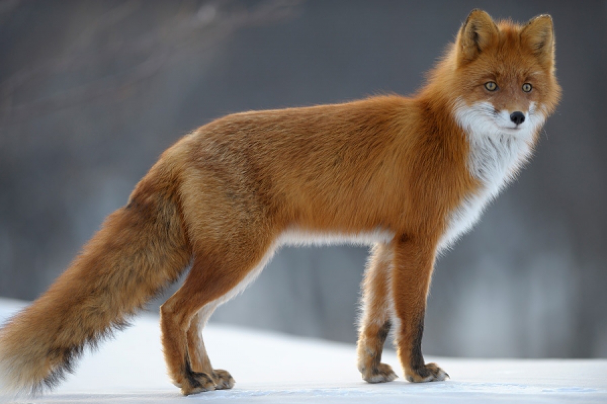 Szczepienie Lisów CAPUCCINO.EU Regionalny Portal Informacyjny